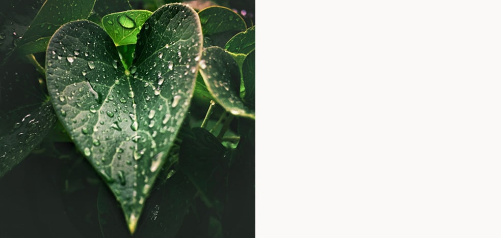 Close up of leaf with rain water.
